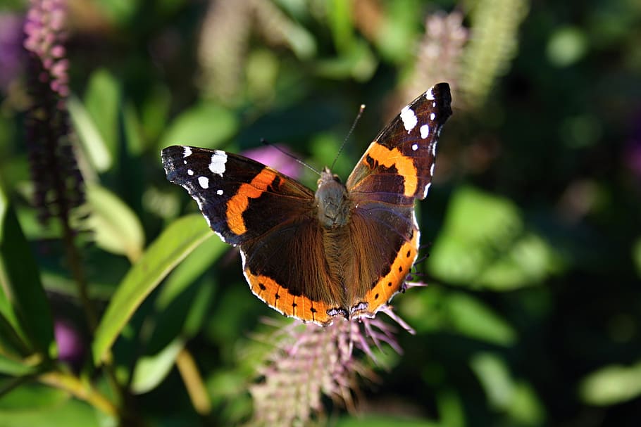 butterfly, vanessa atalanta, red admiral, buttefly, butterfly - insect, animal wildlife, invertebrate, animal wing, animal themes, insect