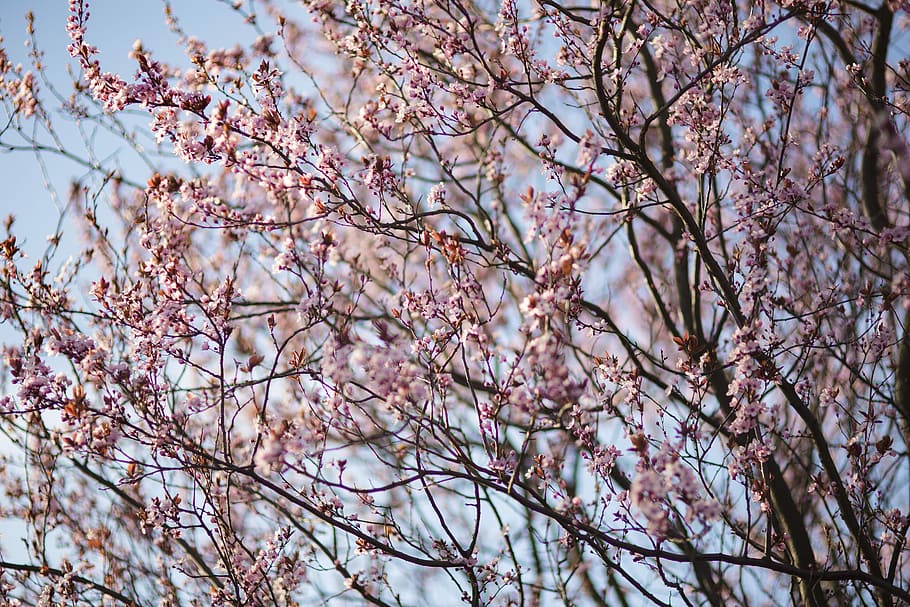 bunga musim semi pink, Pink, bunga musim semi, bunga, flora, langit biru, berbunga, musim semi, mekar, ranting