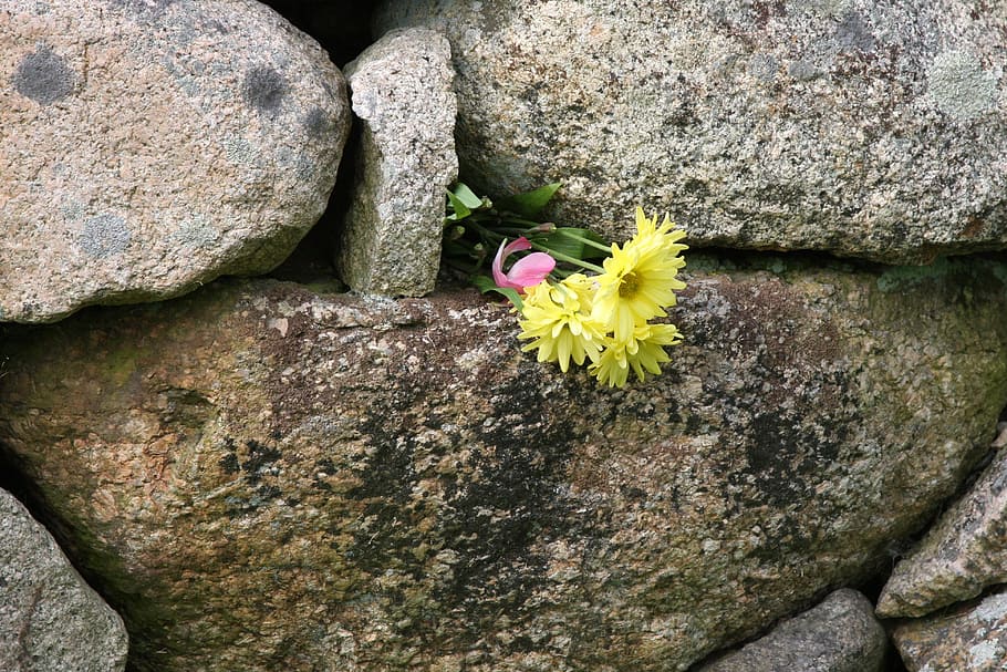 花, 壁, 持続性, 生存, 壁の花, 生活, 希望, 岩-オブジェクト, 人なし, 日