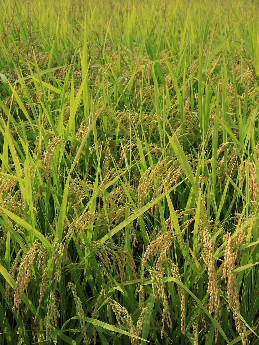 rice, fall, autumn, weather, season, country, old, classic, plant, rice plant