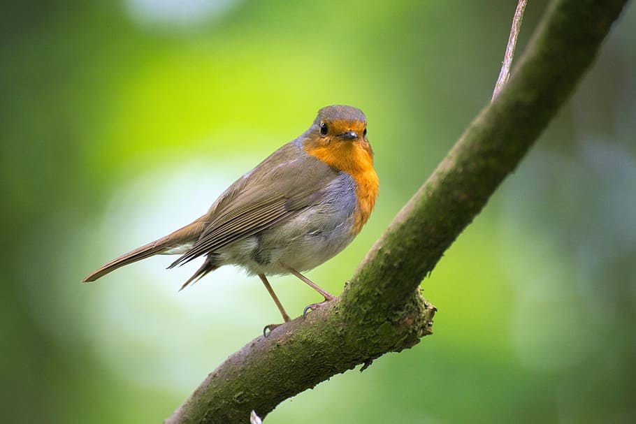 european robin bird, robin, bird, garden, erithacus rubecula, close, small bird, small, songbirds, garden bird