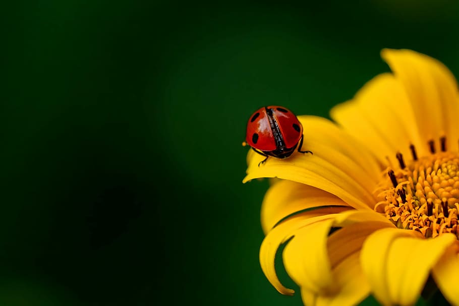red, ladybug perching, yellow, flower, ladybug, insect, beetle, nature, spring, flowering plant