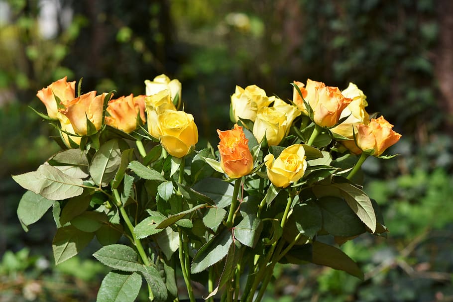 yellow, orange, roses, selective, focus photography, bouquet of roses, bouquet, wedding, flowers, rose bloom