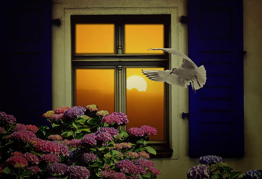 dove, flowers painting, window, sun, still life, decorative, hydrangea, seagull, sunlight, mirroring