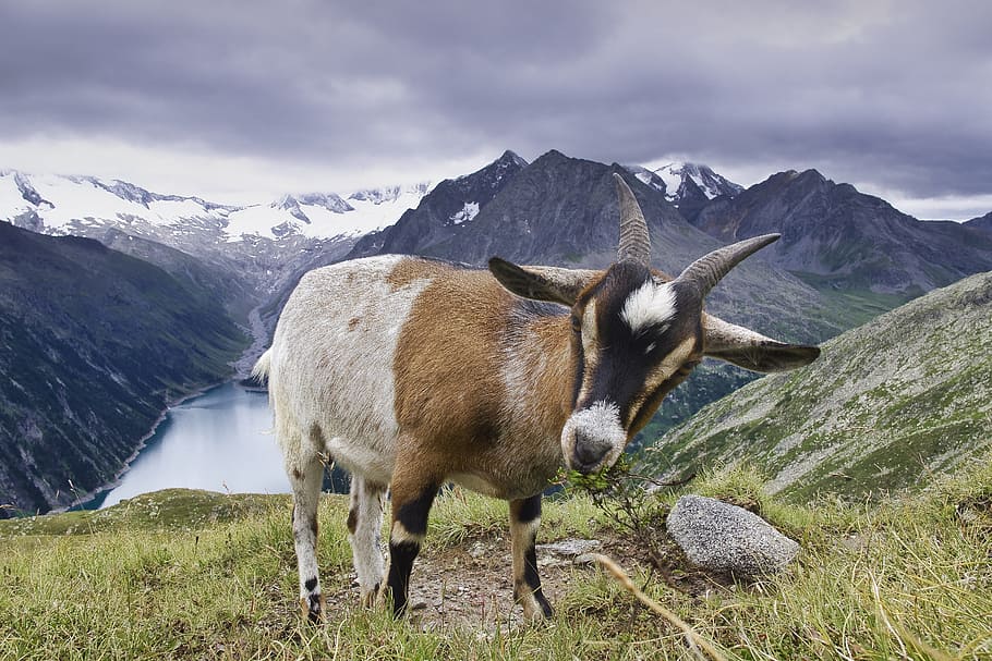 goat, tyrol, animal, mountains, mountain, animal themes, mammal, domestic  animals, mountain range, livestock | Pxfuel