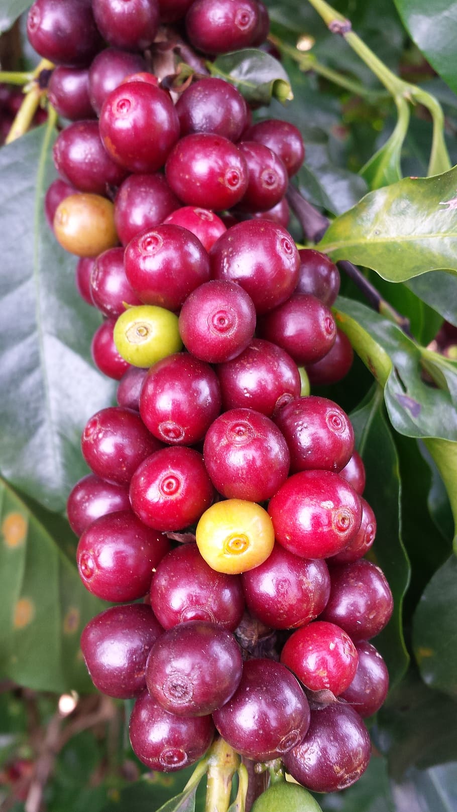 closeup, red, fruits, coffee, farm, roça, minas, plant, brazil, coffee bean