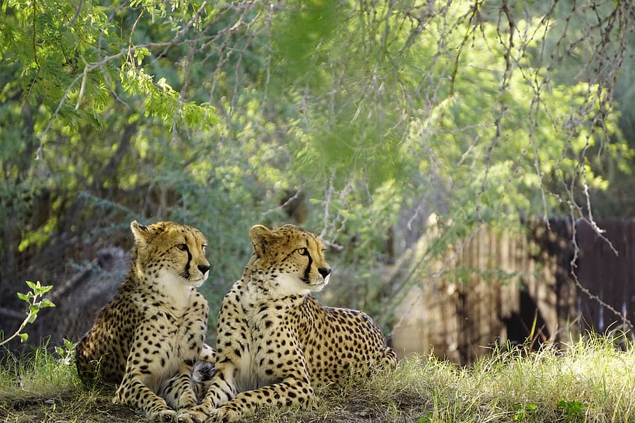 cheetah, alam, margasatwa, kucing, cepat, afrika, kucing tidak dinestomasikan, hewan di alam liar, hewan safari, daerah hutan belantara