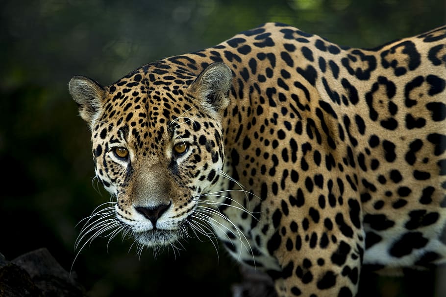 selectivo, fotografía de enfoque, tigre, jaguar, manchas, mirada, fiera, acecho, ojos, jaguarete