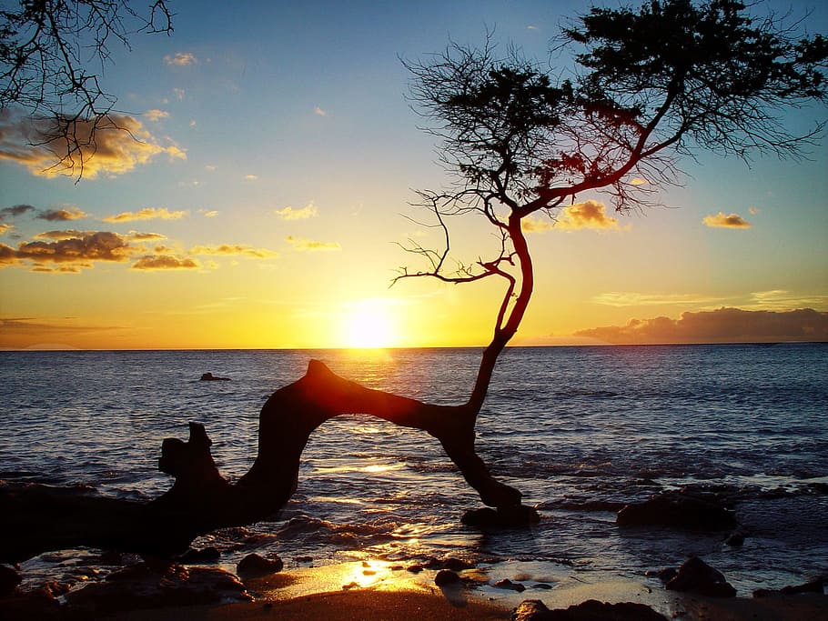 silhouette, bent, tree, sea, golden, hour, hawaii, sunset, ocean, sky