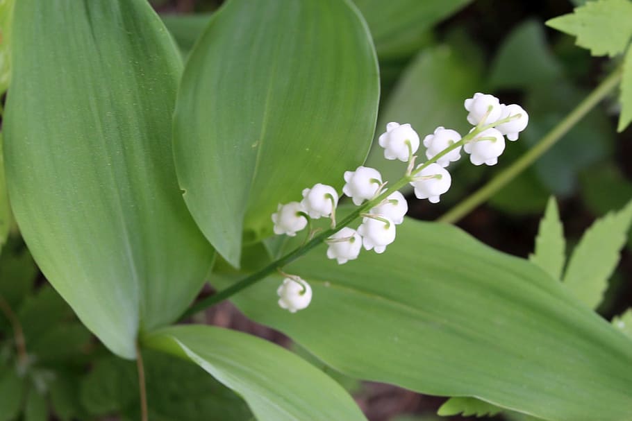 plants, flower, lily of the valley, one, sprig, nature, green, foliage, closeup, plant