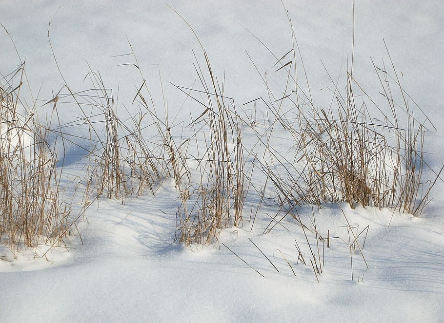 Трава Зимой Фото