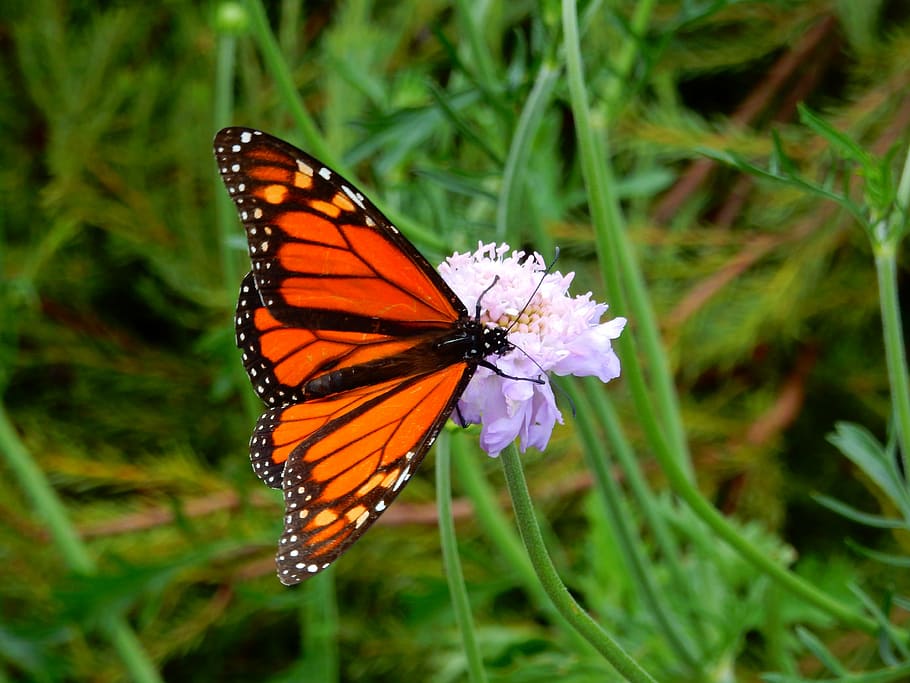 mariposa, flores, insecto, naturaleza, verano, primavera, jardín, al aire libre, monarca, alas