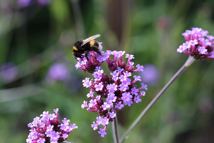 bumble bee, bee, verbena, flower, lilac, pollinate, insect, bumble, nature, honey