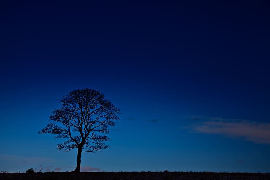 silhouette, lone, tree, Black, Blue, Branches, Dark, Dusk, black, blue, evening
