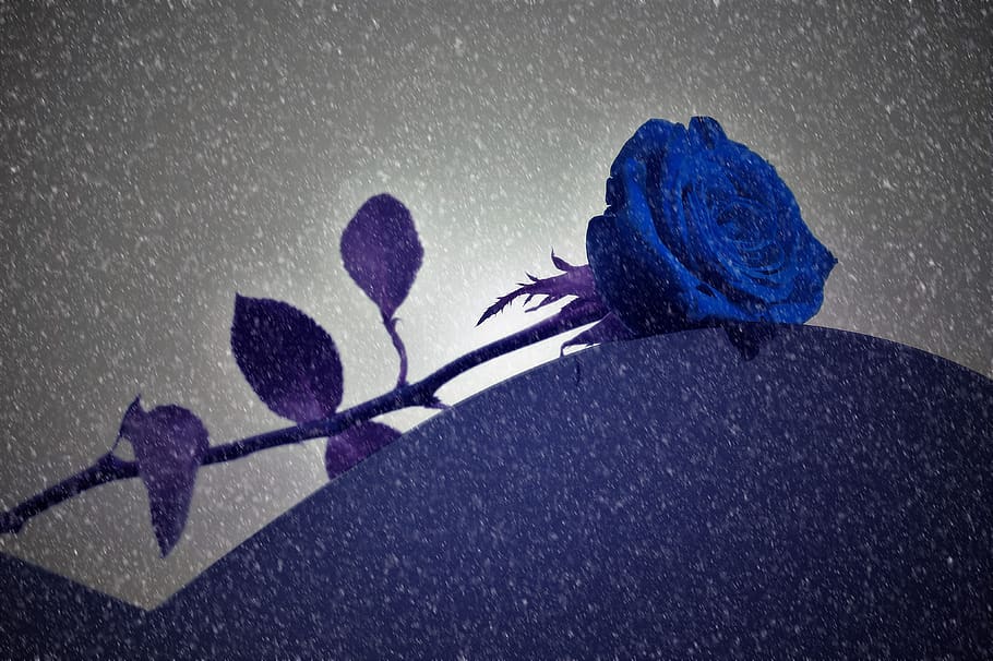 rosa azul na sepultura, nevado, amor perdido, lápide de coração, mármore preto, humor gótico escuro, lembrando, falta, dor, tristeza