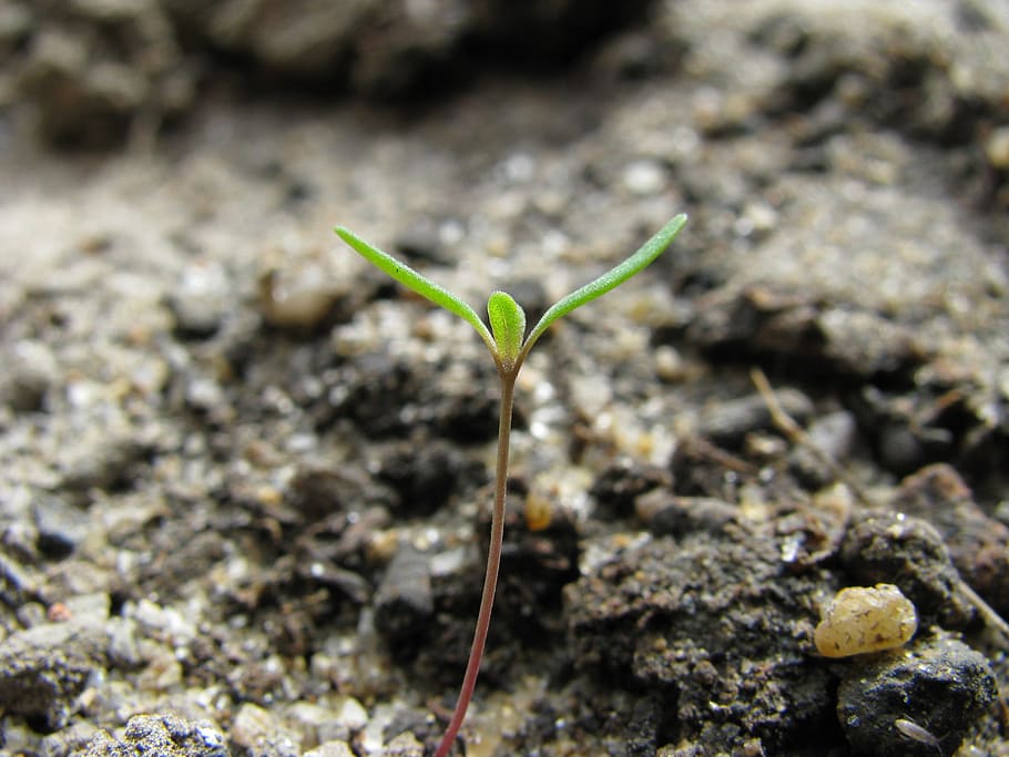 マクロ, 芽, 発芽, 植物, 自然, 成長, 小さい, 土, 新しい生活, 葉