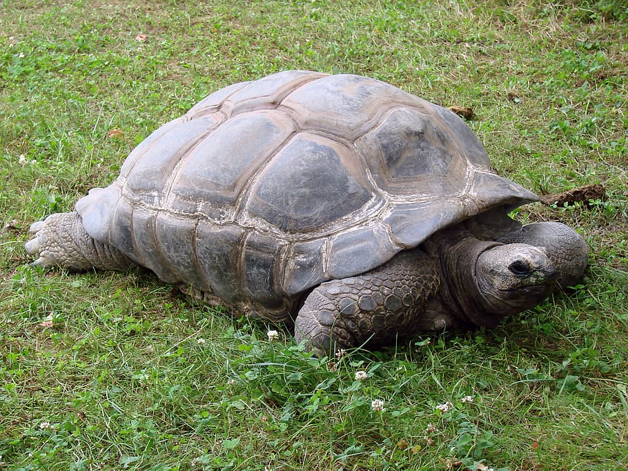 giant tortoise, reptiles, animals, grass, turtle, tortoise, reptile, animal, vertebrate, nature