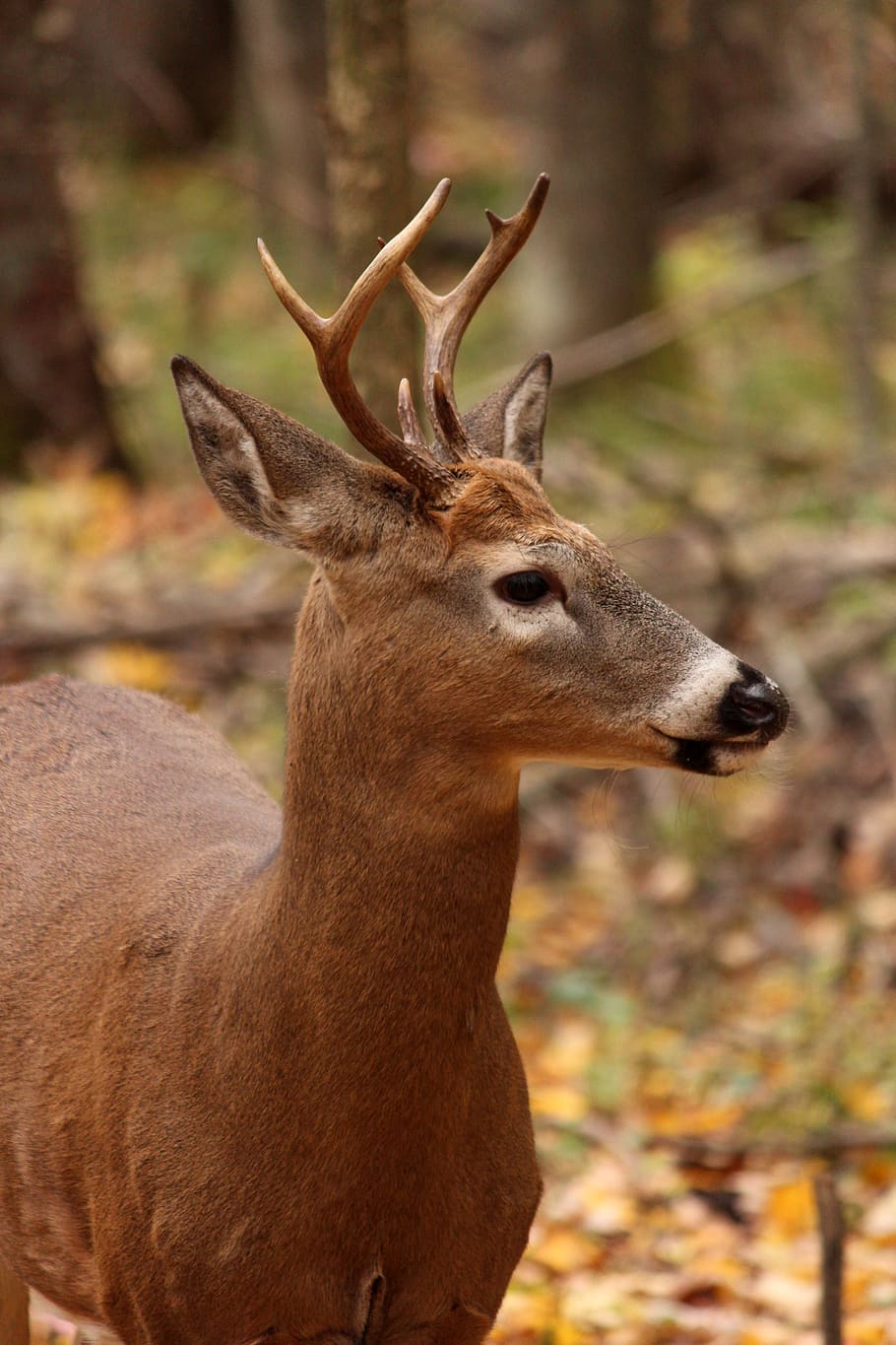 whitetail, deer, wildlife, animal, nature, wild, buck, male, antlers, forest