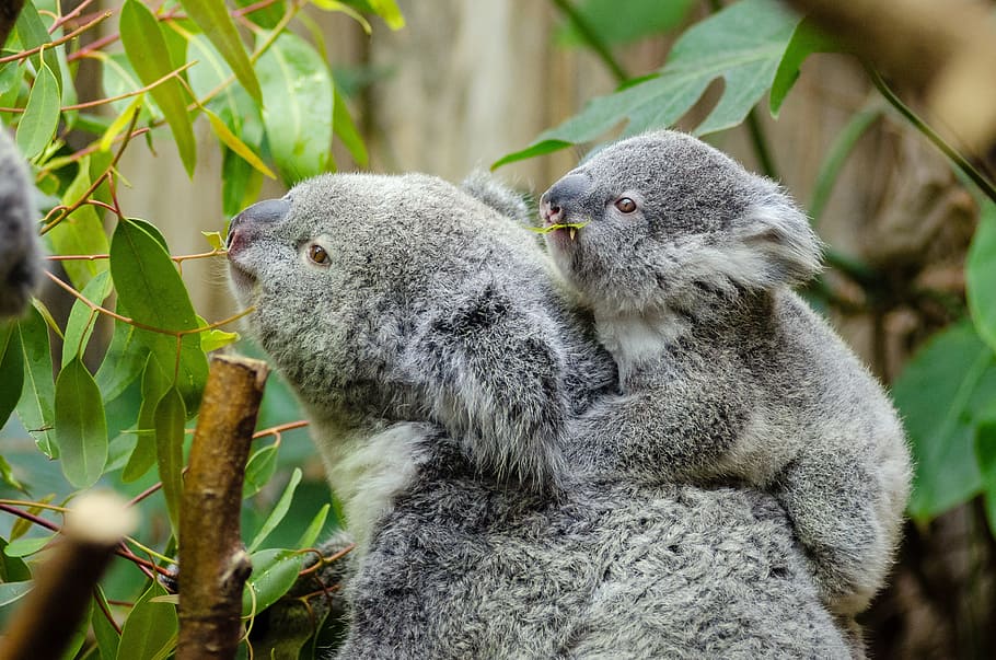 close-up photography, koala, bears, eating, leaves, daytime, female koala and her baby, australian lazy, cute, mom and baby