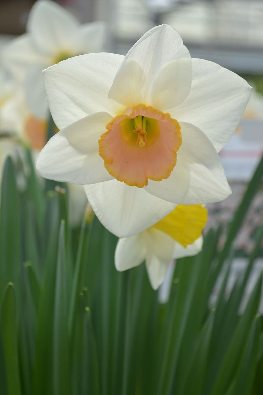daffodil, bunga, musim semi, cerah, tanaman berbunga, daun bunga, kerapuhan, keindahan di alam, kerentanan, kesegaran