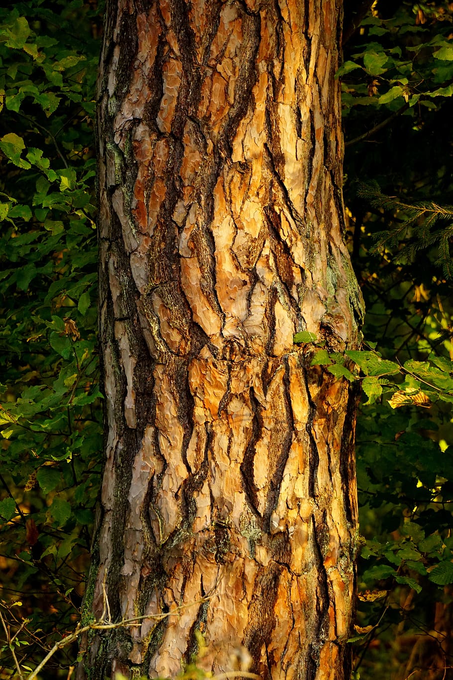 tree, bark, tribe, wood, log, plant, structure, nature, forest, trunk