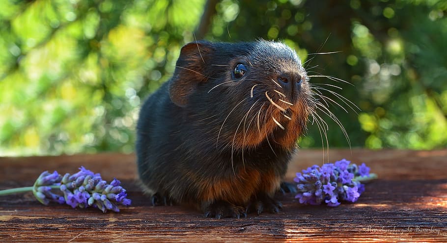guinea pig, baby guinea pigs, smooth hair, young animal, newborn, black tan, black red loh, nager, rodent, black