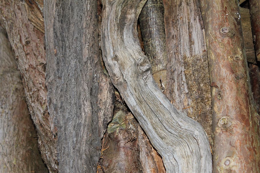madeira, ramo, árvore, casca, natureza, floresta, marrom, tronco, pano de fundo, papel de parede
