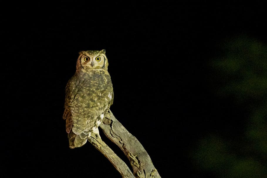 brown, owl, night time, bird, wildlife, night, nocturnal, horned, alertness, eye