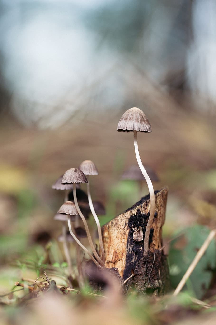 mushroom, forest, magic, nature, fungus, fungi, autumn, season, wild, wood