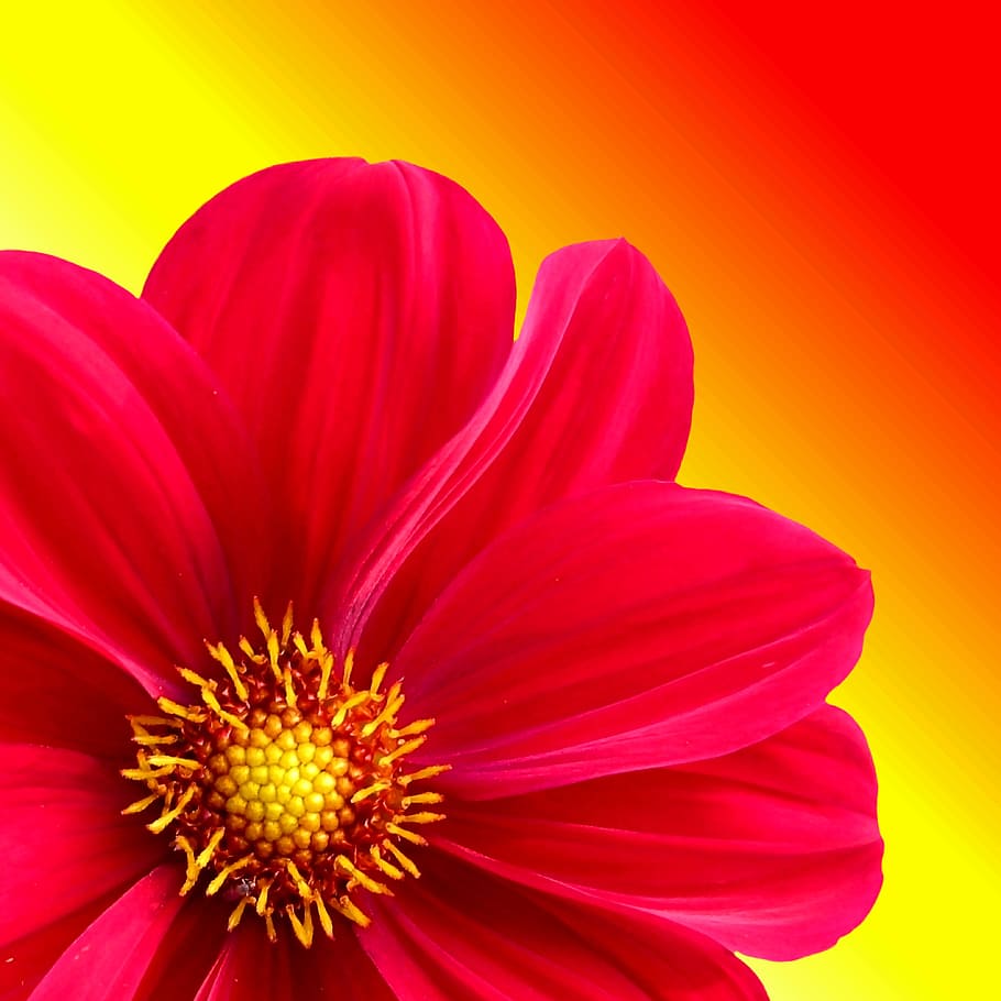 red, zinnia flower close-up photo, Zinnia flower, close-up, dahlia, flower, plant, dahlia garden, nature, blossom
