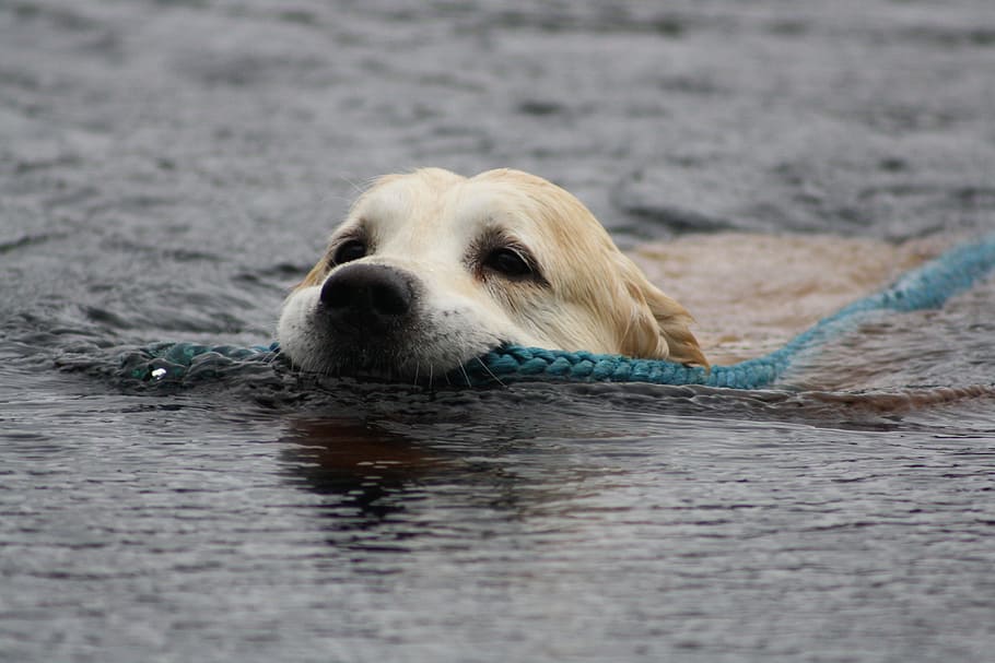 Golden Retriever, Swimming, Rescue, water, dog, one animal, pets, domestic animals, animal themes, mammal
