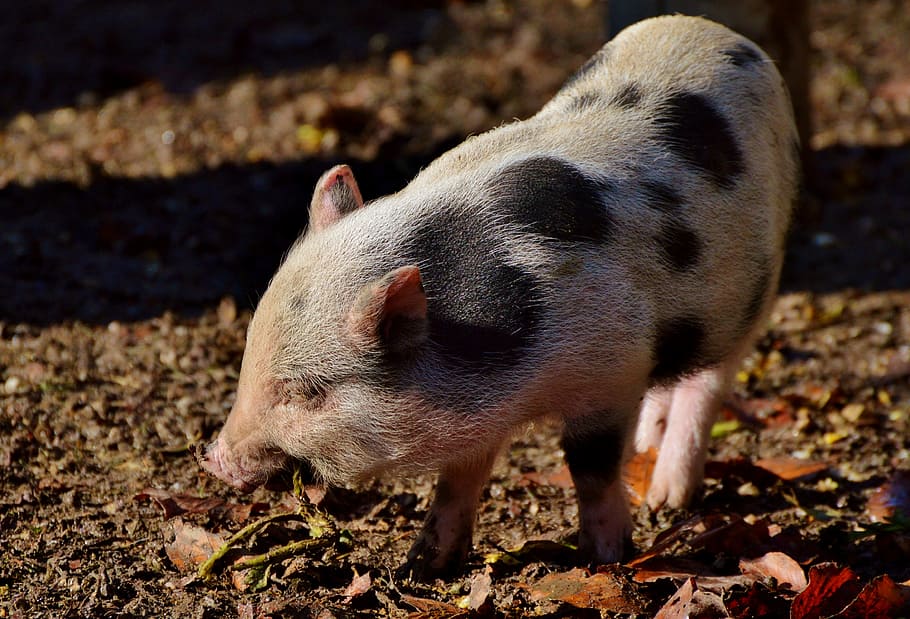 pot bellied pig, pig, piglet, young animal, sow, livestock, dirty, mammal, bristle cattle, thick