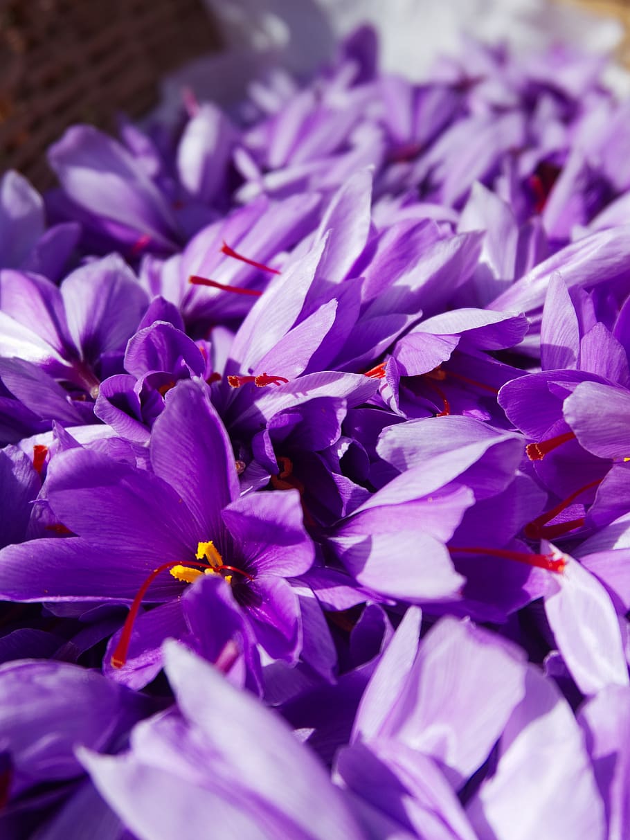 açafrão, açafrão sativus, colheita, flores de açafrão, outono, tempero, flores, planta, flor, frescura