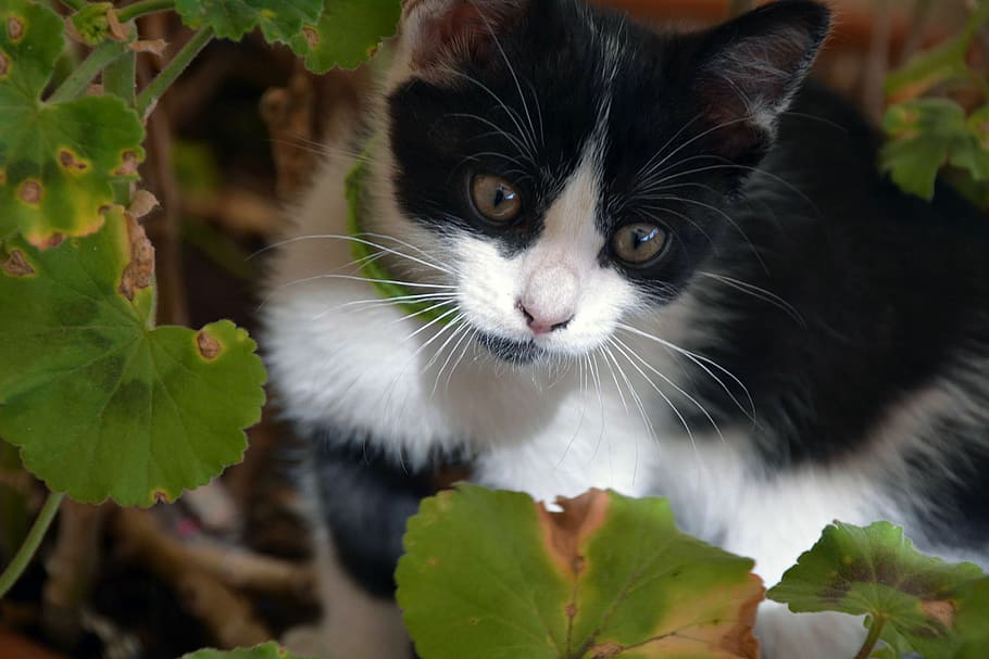 タキシード猫, 猫, 動物, 若い, 好奇心が強い, 若い猫, 黒と白, 飼い猫, ペット, かわいい