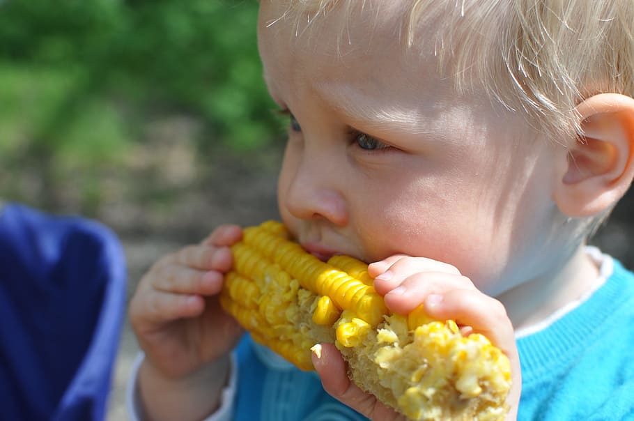 boy, blue, crew-neck sweater, eating, steamed, corn, daytime, boy in blue, crew-neck, sweater