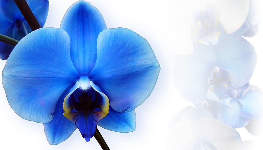 selective, photography, blue, moth orchid, blue orchid, orchid flower, orchid, background, map, white
