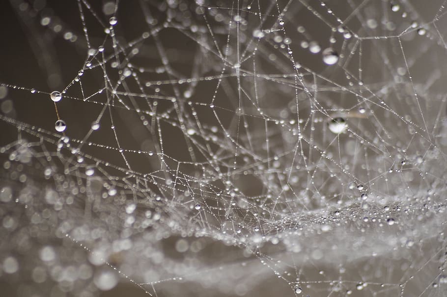 dew, water, drop, droplets, dewdrop, spider web, cob web, spiderweb, cobweb, delicate