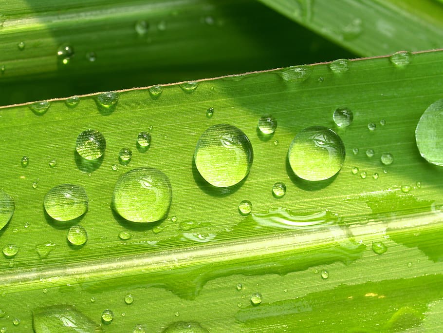 water, drops, leaf, grass, green, dew, rain, closeup, life, macro