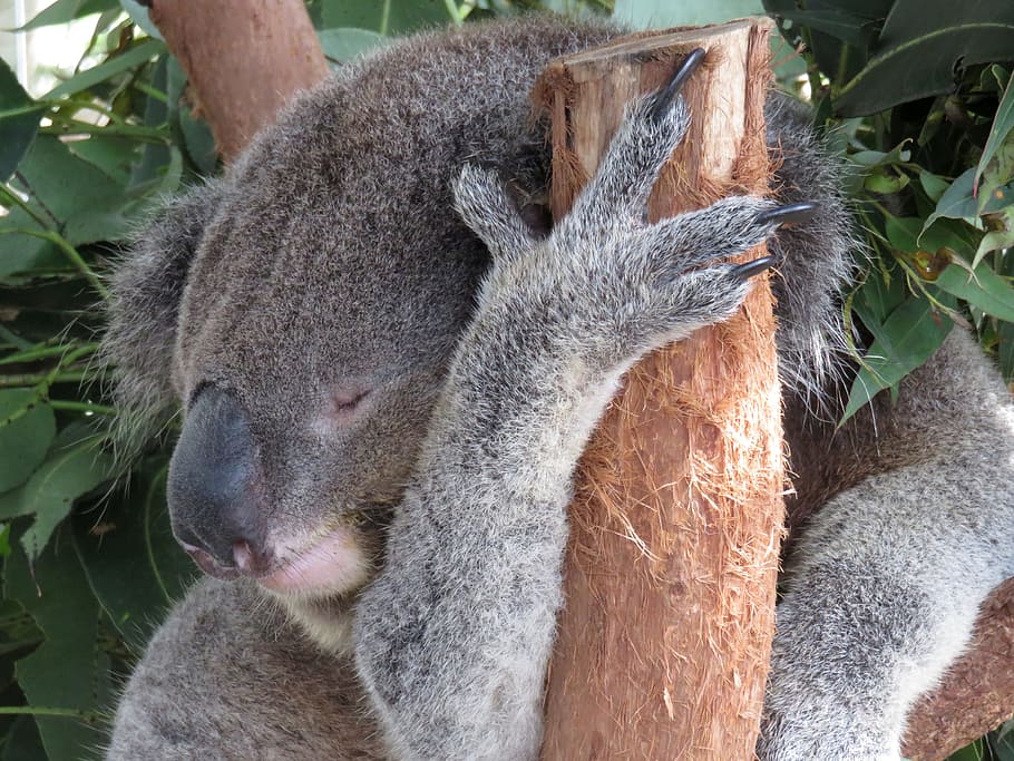 koala, beruang, pohon, foto fokus, Koala Bear, fokus, foto, sedang tidur, australia, hewan