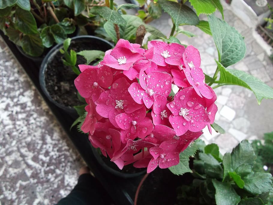 flower, the median, water, drops, plant, beauty in nature, flowering plant, pink color, leaf, growth