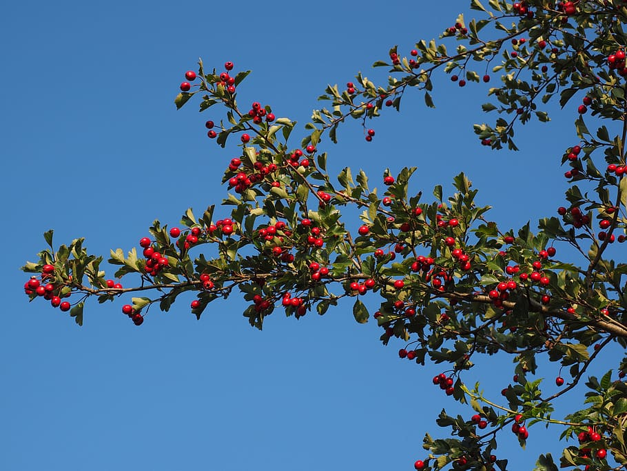 Berries, Fruits, red, eingriffeliger hawthorn, bush, hedge, leaves, aesthetic, crataegus monogyna, hawthorn