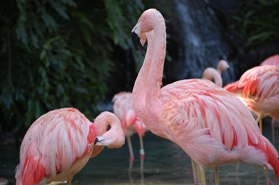 flamingo, bird, colorful, pink, feathers, animals, animal themes, animal,  group of animals, pink color | Pxfuel