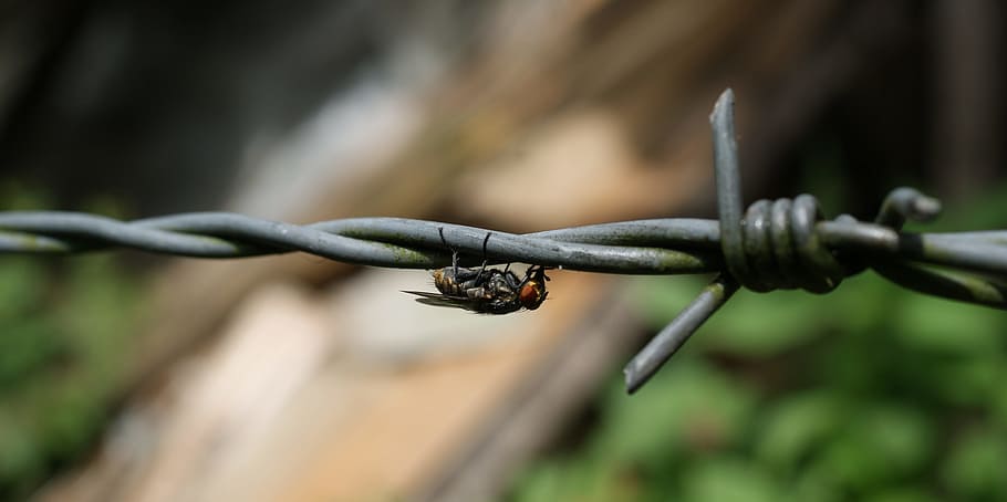 nature, insects, fly, bichito, barbed wire is, fence, wire, protection, close-up, focus on foreground