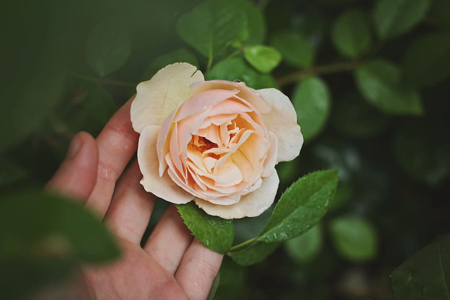 person, holding, pink, rose, tilt shift lens shot, flower, hand, nature, romance, spring