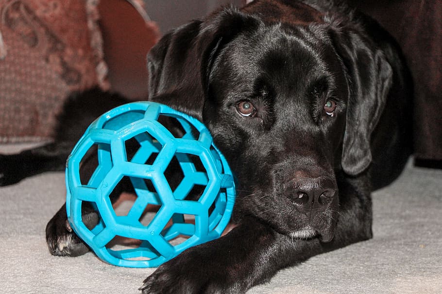 negro, labrador, al lado, azul, juguete de pelota de plástico, gris, alfombra, perro, juguete, san bernardo