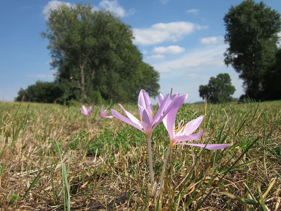 sky, clouds, trees, colchicum autumnale, plant, plants, flower, flowers, greenery, flora