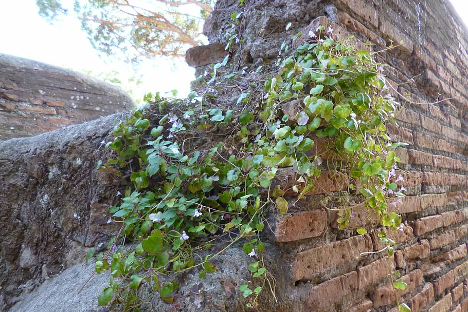 Ostia, Antica, Italia, sitio arqueológico, ruinas, pared, descuidado, planta, crecimiento, naturaleza