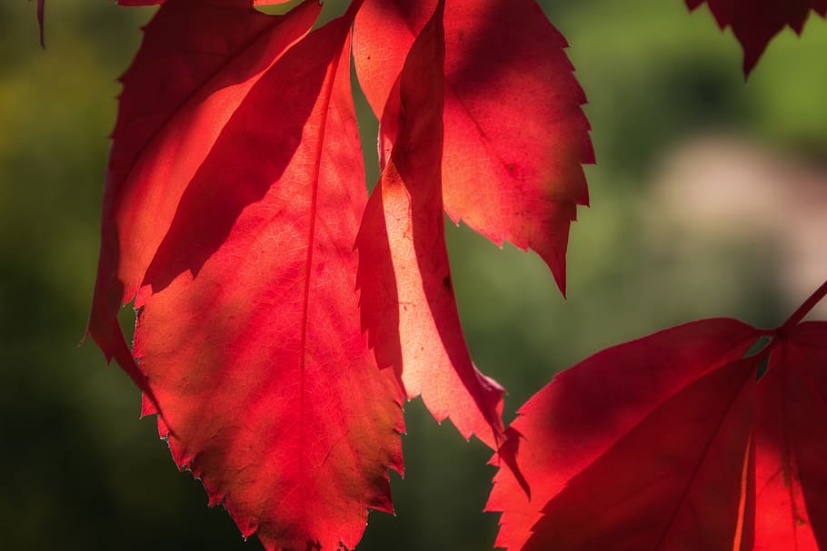 untitled, leaf, red, lichtspiel, sun, autumn, nature, color, late summer, discoloration