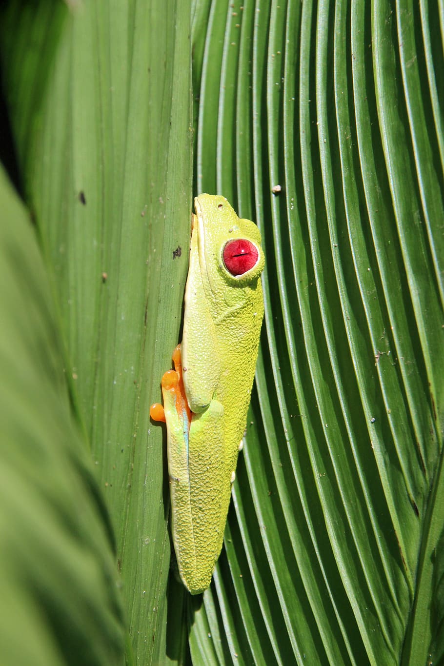 red-eyed tree frog, frog, costa rica, rainforest, green, tropical, jungle, exotic, nature, animal