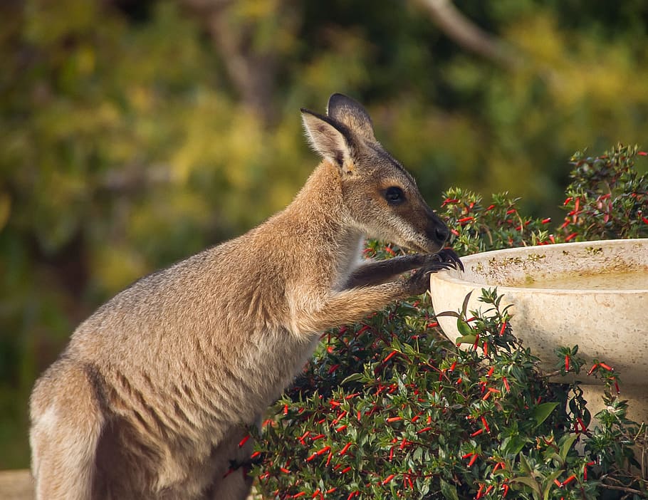 wallaby, wallaby de cuello rojo, sediento, bebida, joven, australia, queensland, marsupial, salvaje, canguro